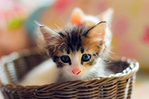 Three colored kittens in a brown wicker basket photo