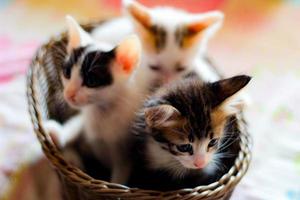 Three colored kittens in a brown wicker basket photo