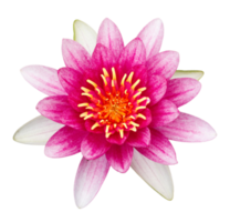 rosado loto flor aislado con recorte camino png