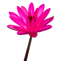 Pink lotus flower isolated with clipping path png