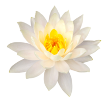 Yellow lotus flower isolated with clipping path png