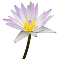 Purple lotus flower isolated with clipping path png