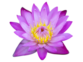 blue lotus flower isolated with clipping path png