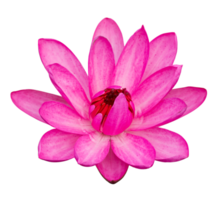 Rosa lótus flor isolado com recorte caminho png