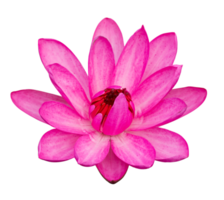 Pink lotus flower isolated with clipping path png