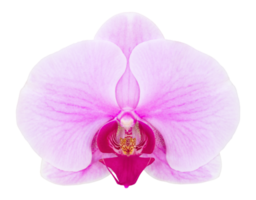 flor de orquídea phalaenopsis roxa isolada com traçado de recorte png