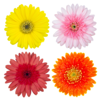 set of gerbera flower isolated with clipping path png