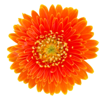 flor de gerbera laranja isolada com traçado de recorte png