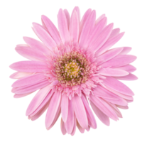 Flor de gerbera rosa aislada con trazado de recorte png