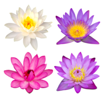 set of lotus flower isolated with clipping path png