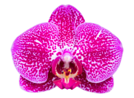 Pink phalaenopsis orchid flower isolated with clipping path png