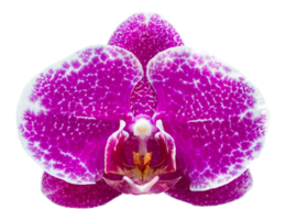 Lila Phalaenopsis-Orchideenblume isoliert mit Beschneidungspfad png