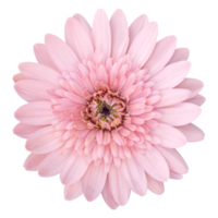 Flor de gerbera rosa aislada con trazado de recorte png