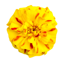 marigold flower isolated with clipping path png