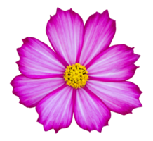 fleur de cosmos pourpre isolée avec un tracé de détourage png