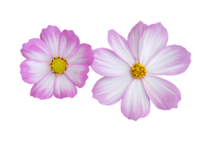 cosmos flor isolado com recorte caminho png