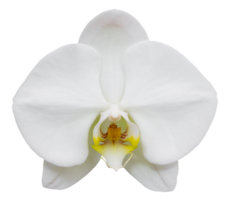 flor de orquídea branca phalaenopsis isolada com traçado de recorte png