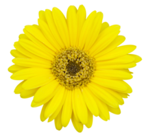 yellow gerbera flower isolated with clipping path png