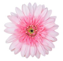 Flor de gerbera rosa aislada con trazado de recorte png