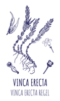 disegni di vinca. mano disegnato illustrazione. latino nome vinca erecta regel png