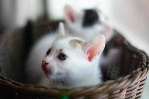 Cute little kitten in a wicker basket. Selective focus. photo