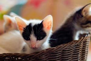 Three colored kittens in a brown wicker basket photo