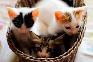 Three colored kittens in a brown wicker basket photo
