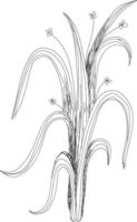 Flowers drawing with line-art on white backgrounds vector