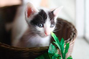 linda pequeño gatito en un mimbre cesta. selectivo enfocar. foto