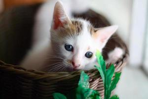 Cute little kitten in a wicker basket. Selective focus. photo