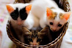 Three colored kittens in a brown wicker basket photo