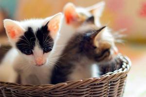 Tres de colores gatitos en un marrón mimbre cesta foto