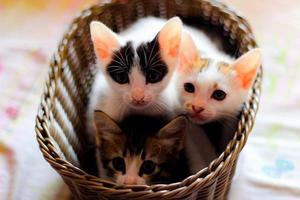 Three colored kittens in a brown wicker basket photo