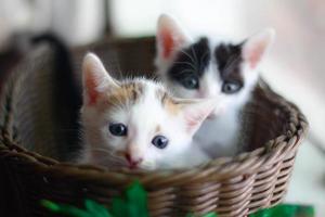 linda pequeño gatito en un mimbre cesta. selectivo enfocar. foto