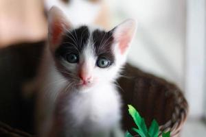 Cute little kitten in a wicker basket. Selective focus. photo