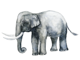 watercolor painting beside elephant hand drawn png background.