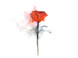 Aquarell Gemälde rot Blume Rose abstrakt. isoliert auf ein Weiß Hintergrund . Hand gezeichnet. png