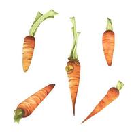 Set of carrot for market, recipe design. Fresh vegetables. Cartoon style. Watercolor illustration for any design. vector