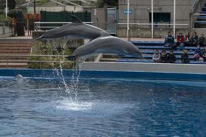 Madrid, España - abril 1 2019 - el delfín espectáculo a acuario zoo foto