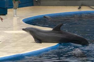 MADRID, SPAIN - APRIL 1 2019 - The dolphin show at aquarium zoo photo