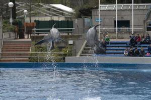 MADRID, SPAIN - APRIL 1 2019 - The dolphin show at aquarium zoo photo