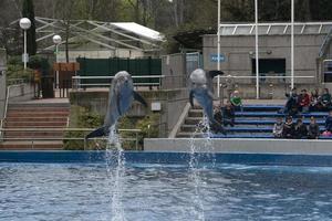 Madrid, España - abril 1 2019 - el delfín espectáculo a acuario zoo foto