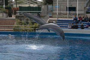 Madrid, España - abril 1 2019 - el delfín espectáculo a acuario zoo foto