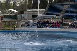 Madrid, España - abril 1 2019 - el delfín espectáculo a acuario zoo foto