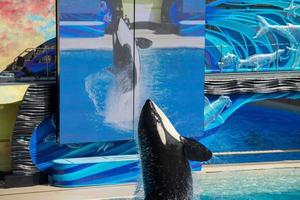 SAN DIEGO, USA - NOVEMBER, 15 2015 - The killer whale show at Sea World photo