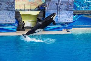 SAN DIEGO, USA - NOVEMBER, 15 2015 - The killer whale show at Sea World photo