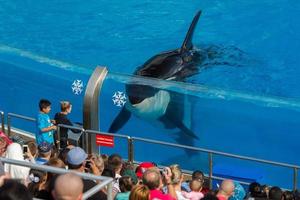 SAN DIEGO, USA - NOVEMBER, 15 2015 - The killer whale show at Sea World photo