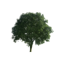 albero png trasparente