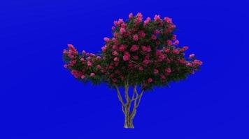 Tree Animation - crape myrtle - lagerstroemia - Green Screen Chroma key - lylac large - 1a video