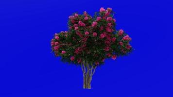 boom animatie - krip mirte - lagerstroemia - groen scherm chroma sleutel - lylac medium - 2c video